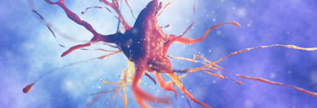 Sclerosi multipla: cellule staminali neurali indotte contribuiscono a ripristinare la mielina in studi su animali