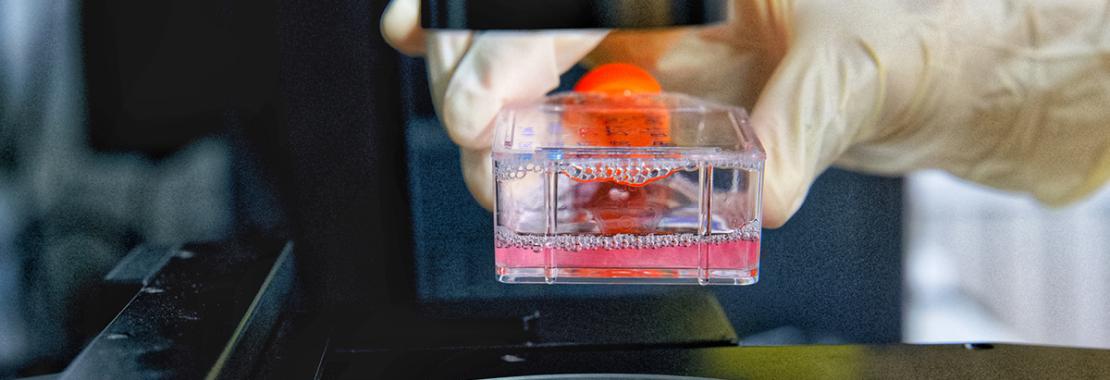 Alternatives to animal testing are the future — it’s time that journals, funders and scientists embrace them