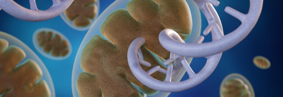 CRISPR può correggere il DNA mitocondriale?