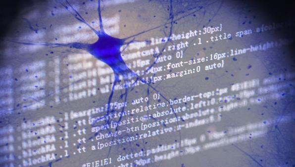 Il ruolo dei circuiti corticali parieto-frontali nella coordinazione sensorimotoria tra azioni di prensione e locomozione