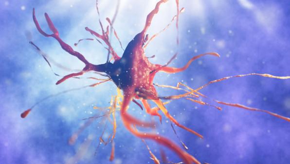 Sclerosi multipla: cellule staminali neurali indotte contribuiscono a ripristinare la mielina in studi su animali