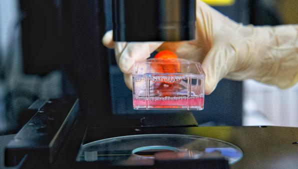 Alternatives to animal testing are the future — it’s time that journals, funders and scientists embrace them