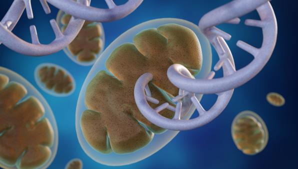 CRISPR può correggere il DNA mitocondriale?